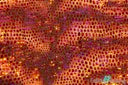 Burgundy Red Cobra Snake Foil Print Tricot Fabric 4 Way Stretch Nylon Spandex 58-60